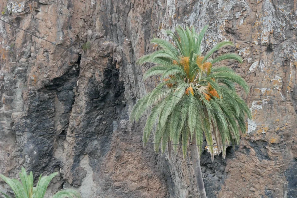 P1010312 960x640